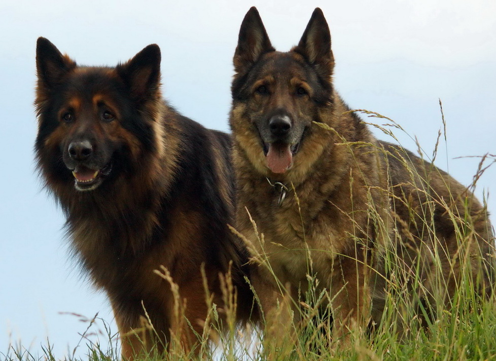 rechts Alf und seine Mutter Aika links