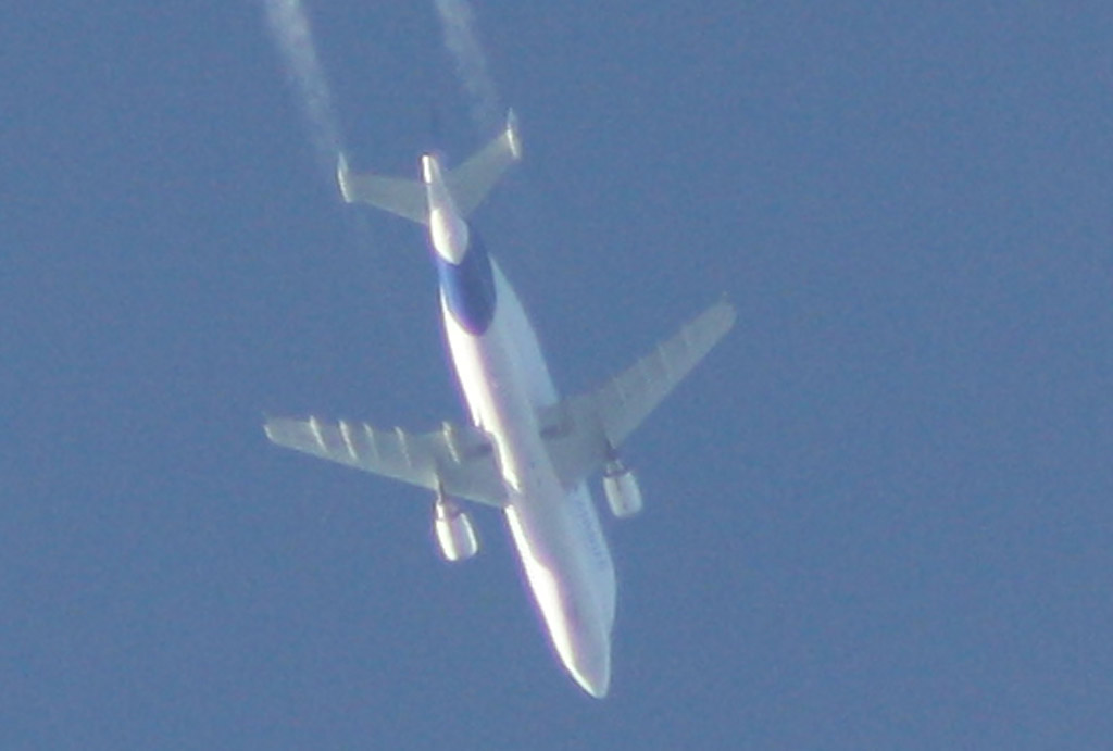 Beluga.jpg
