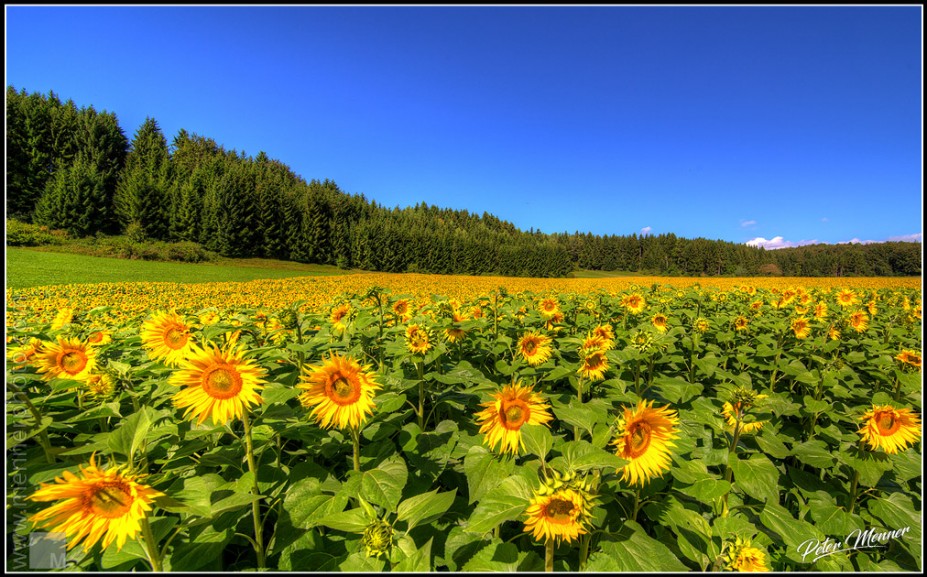 fa_nat_sunflowers.jpg