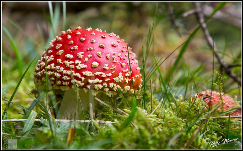 fa_nat_fly_amanita.jpg