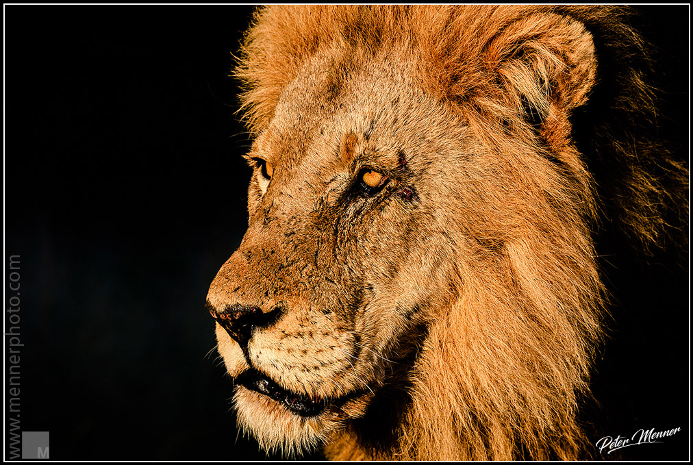 wl_knp_2018_lion_01.jpg