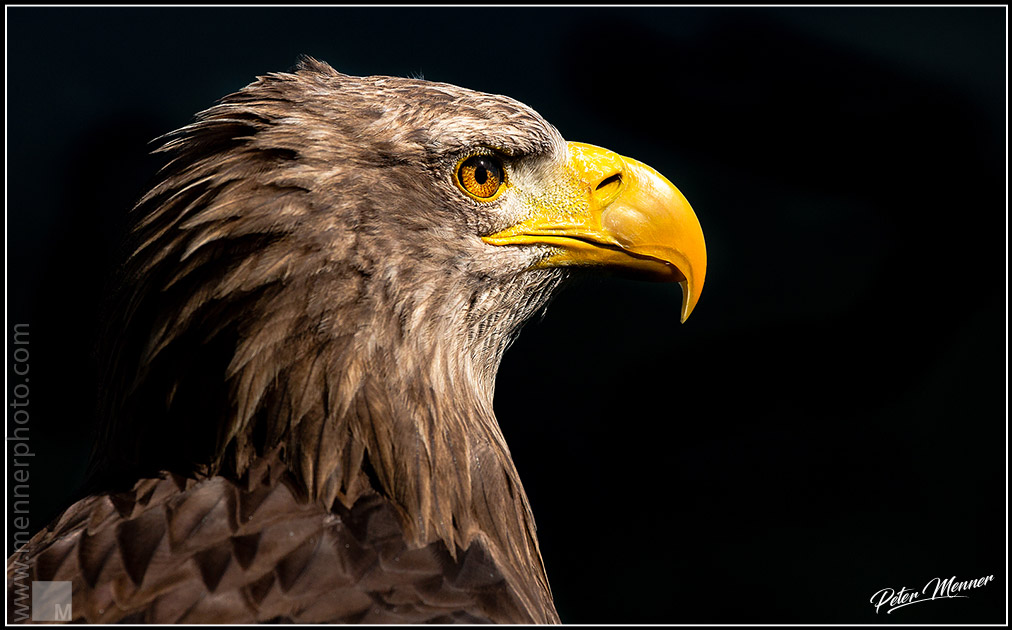 wl_gut_white_tailed_eagle.jpg