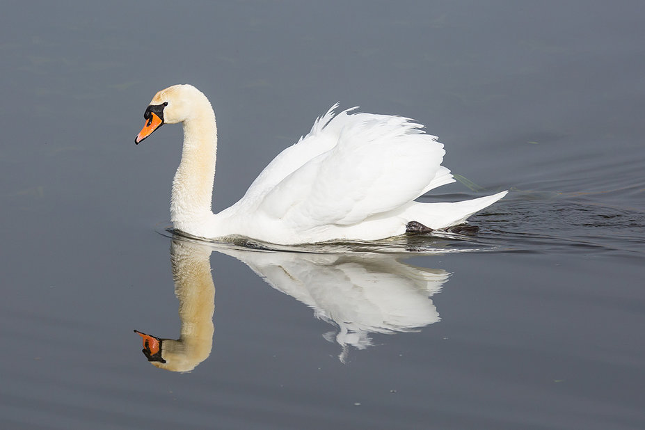 federsee4.jpg