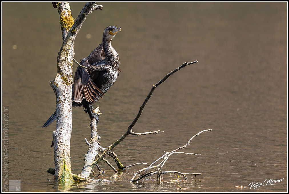 wl_stg_cormorant_01.jpg