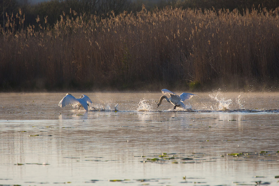 federsee5.jpg