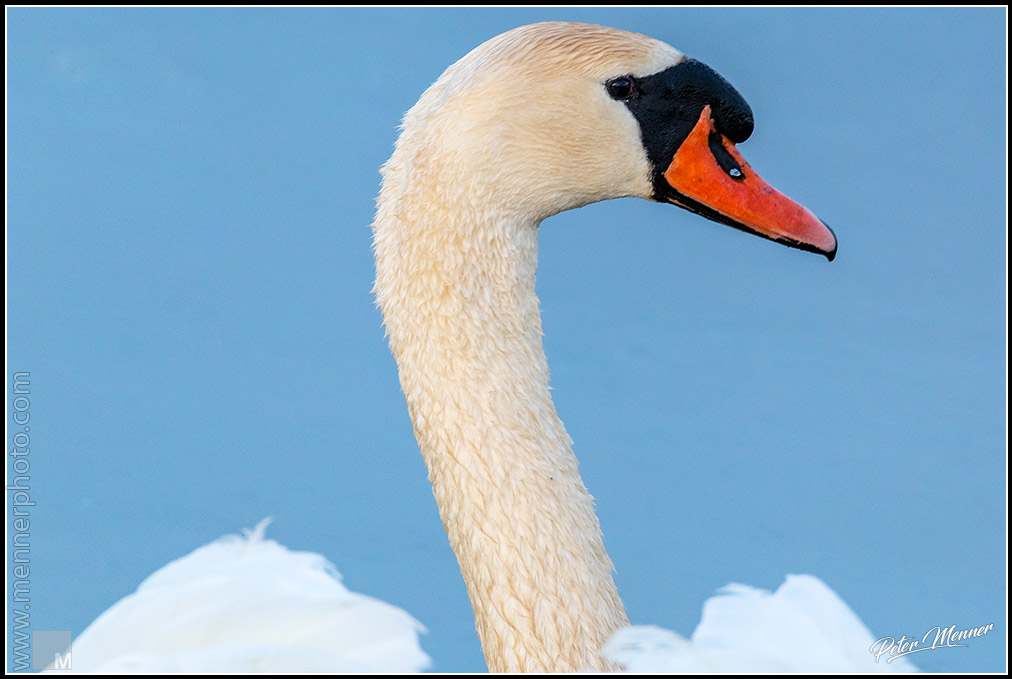 wl_fed_swan_06.jpg