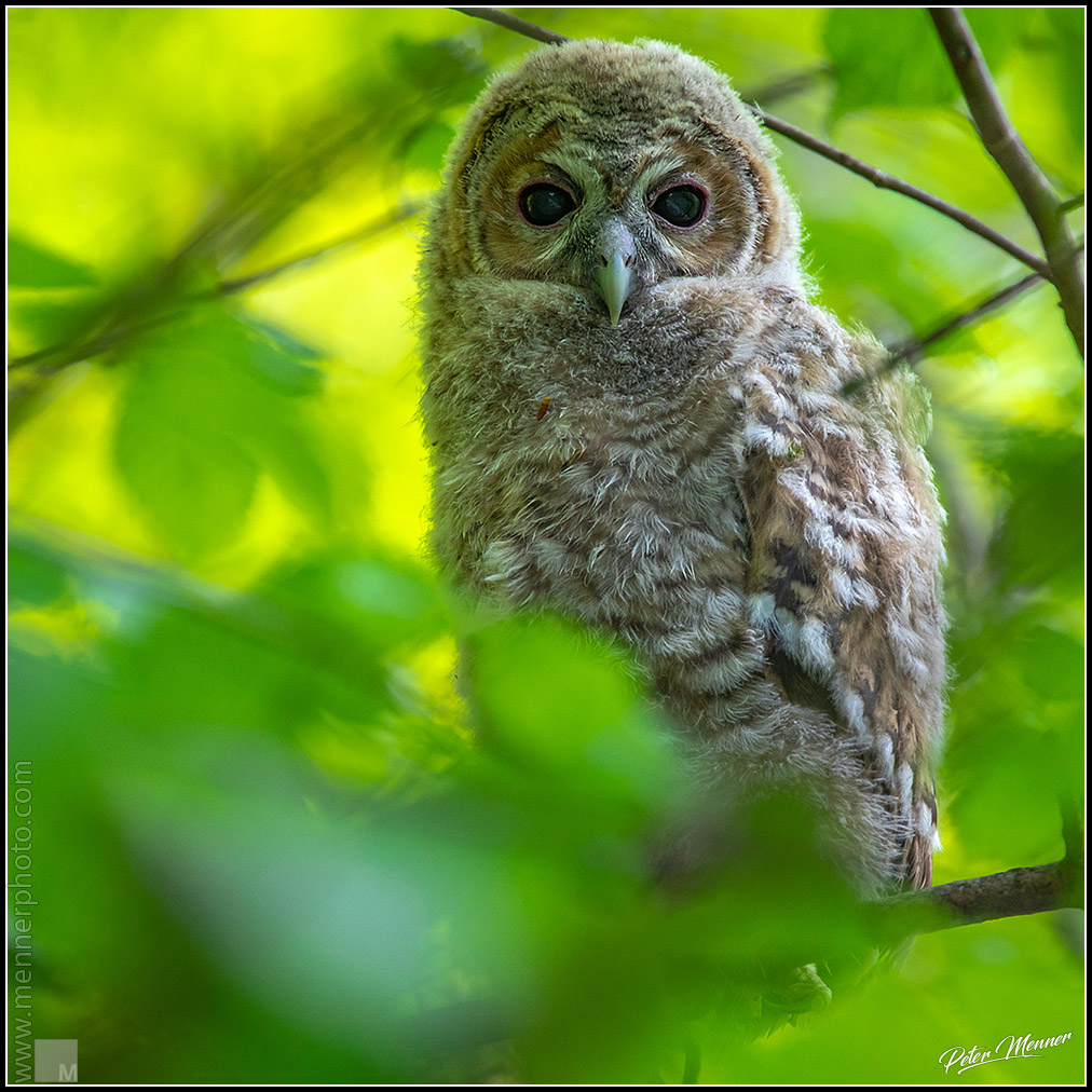 wl_bur_tawny_owl_04.jpg