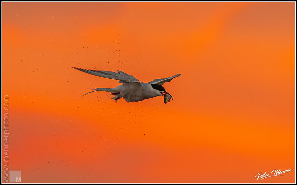 wl_fed_common_tern_06.jpg