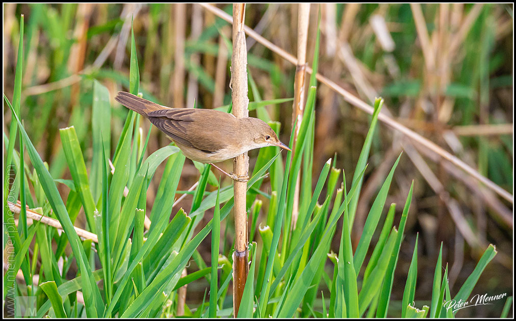 wl_fed_eurasian_reed_warbler_01.jpg