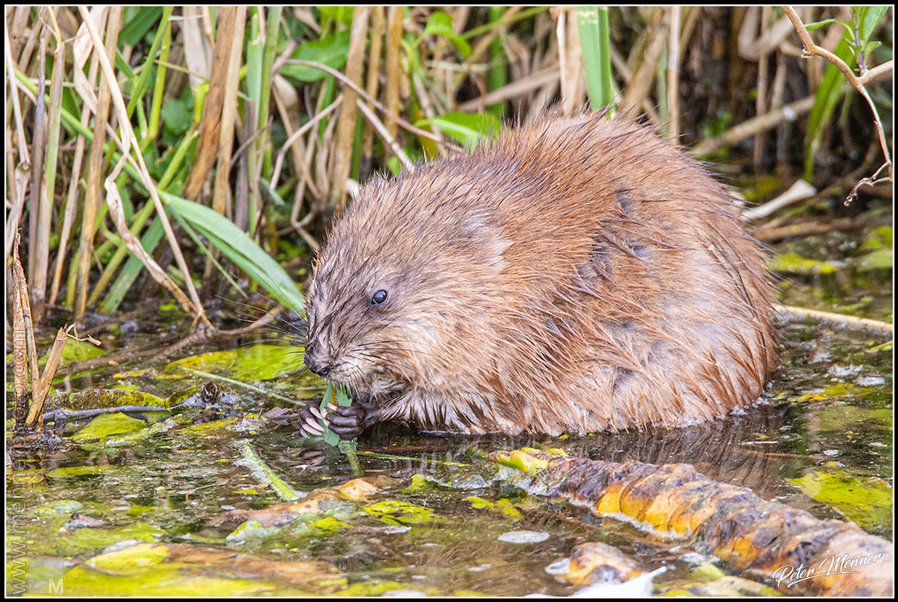 wl_fed_muskrat_01.jpg