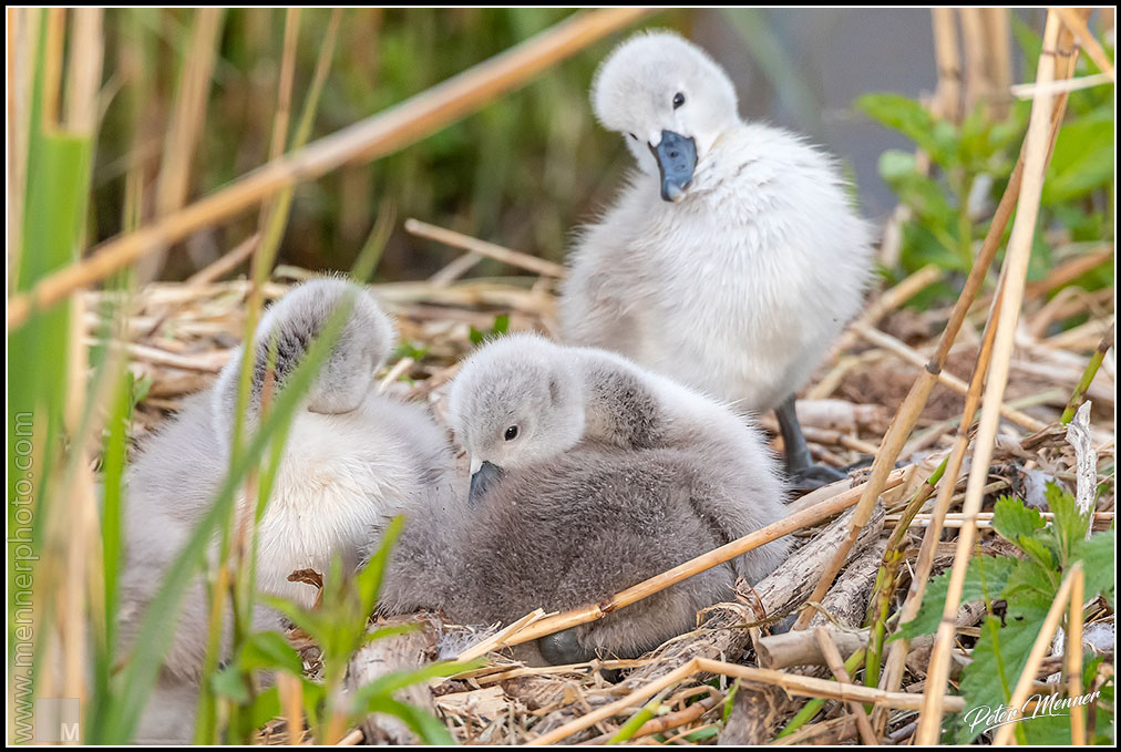 wl_fed_swan_family_03.jpg