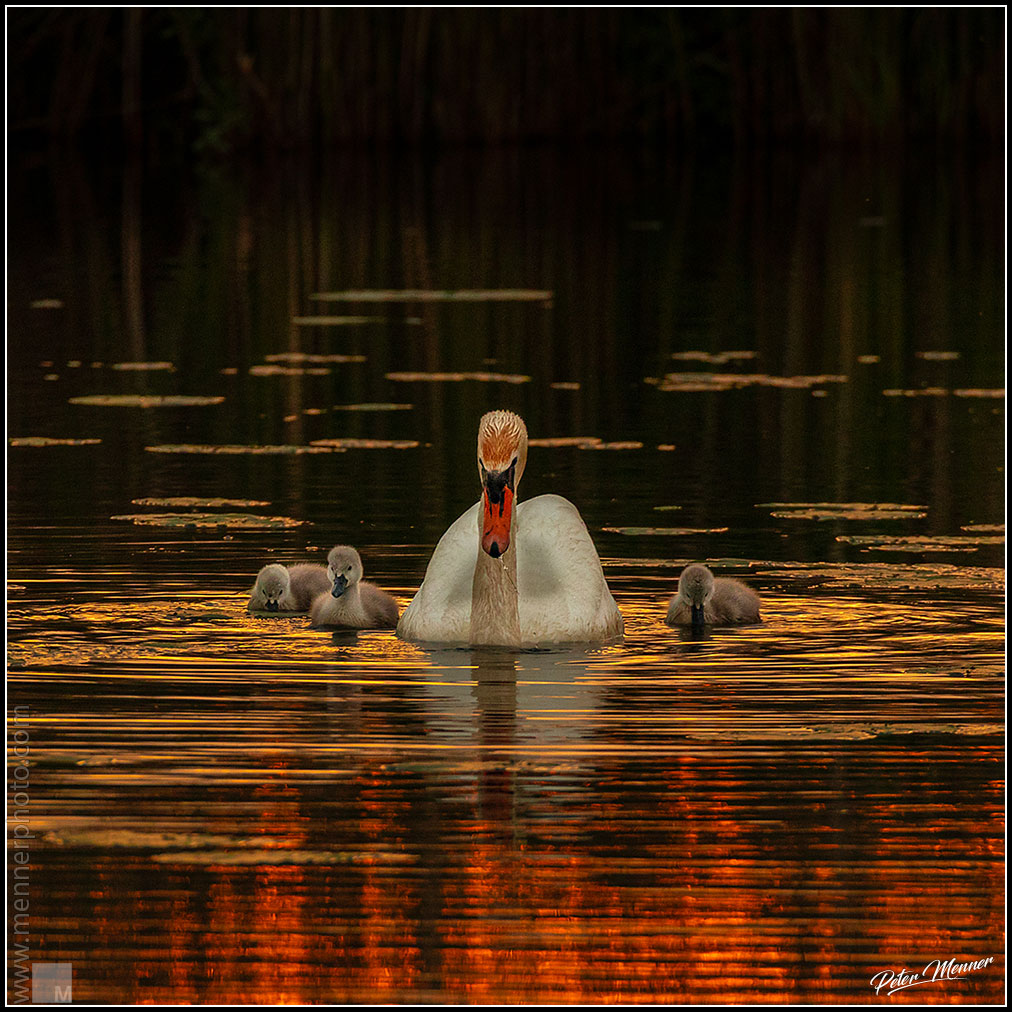 wl_fed_swan_family_12.jpg