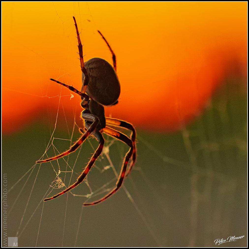 wl_fed_orb_weaver_spider_01.jpg