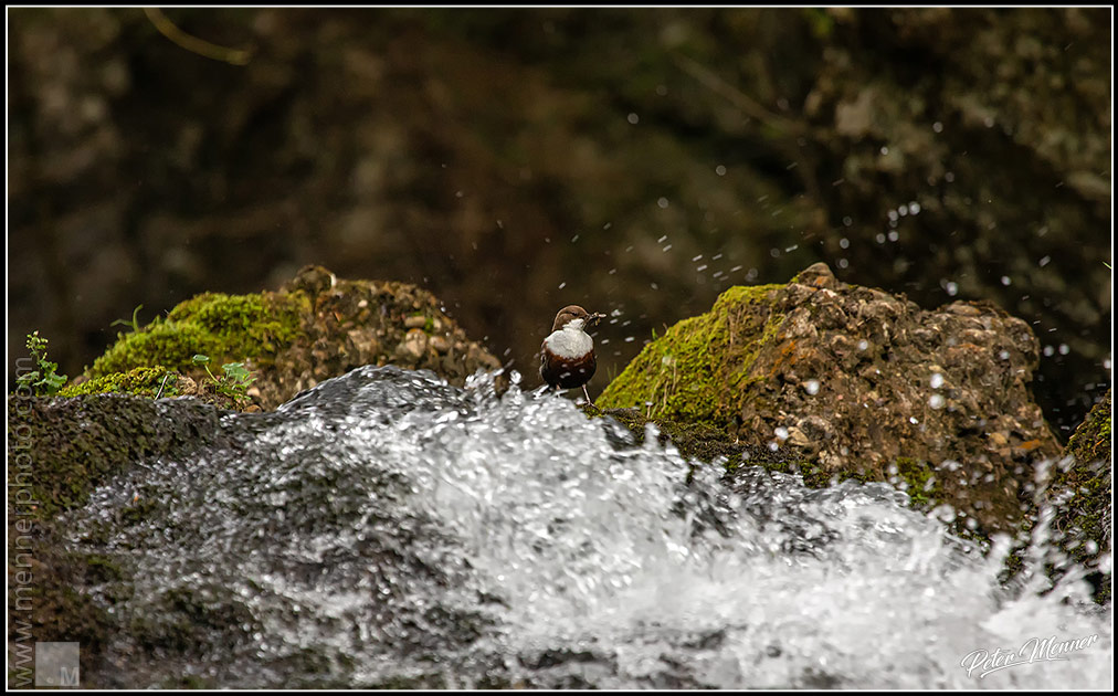 wl_osa_white_throated_dipper_01.jpg