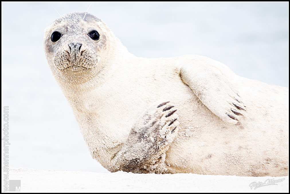 wl_hel_harbor_seal_01.jpg