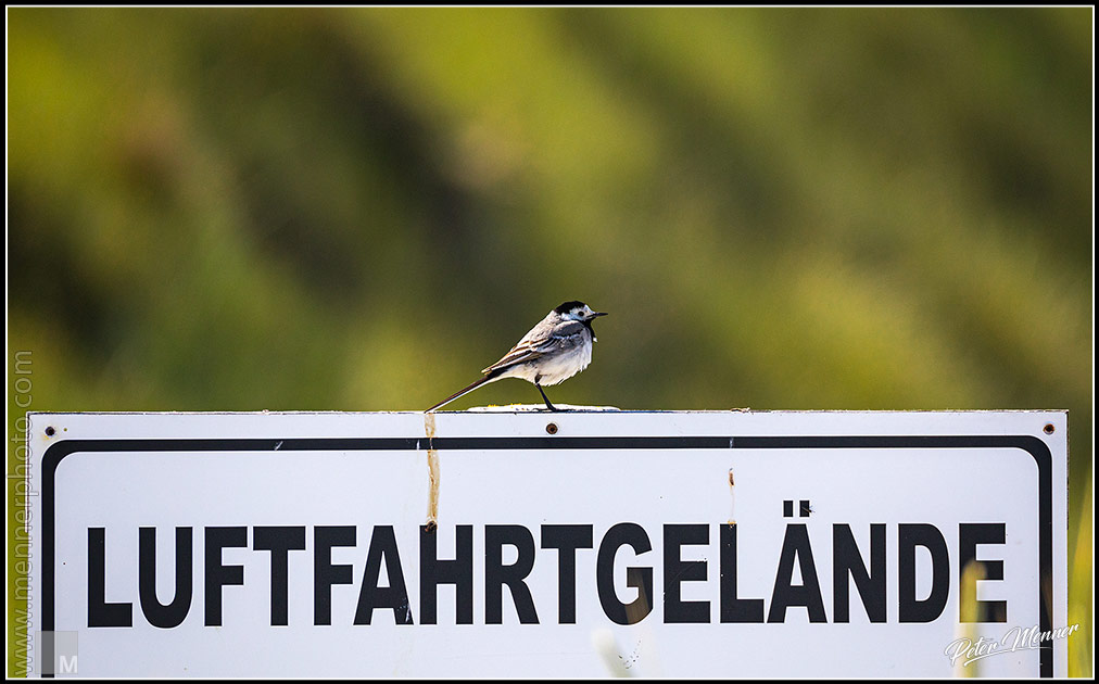 wl_hel_white_wagtail_01.jpg