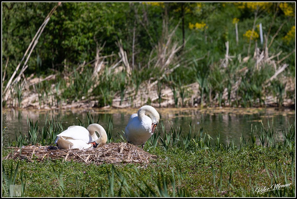 wl_zug_2020_swan_01.jpg