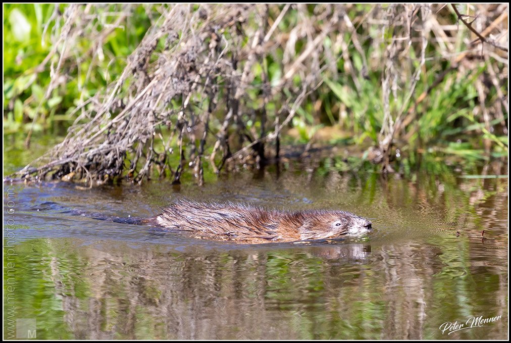 wl_zug_2020_nutria_01.jpg