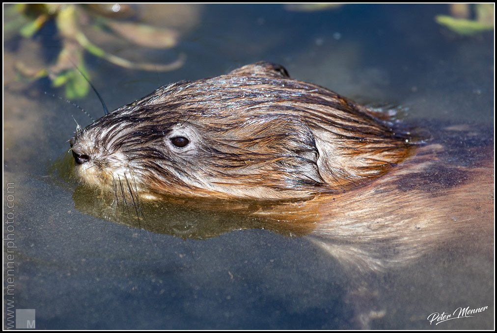 wl_zug_2020_nutria_02.jpg