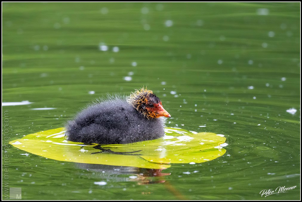 wl_bsf_2020_eurasian_coot_01.jpg