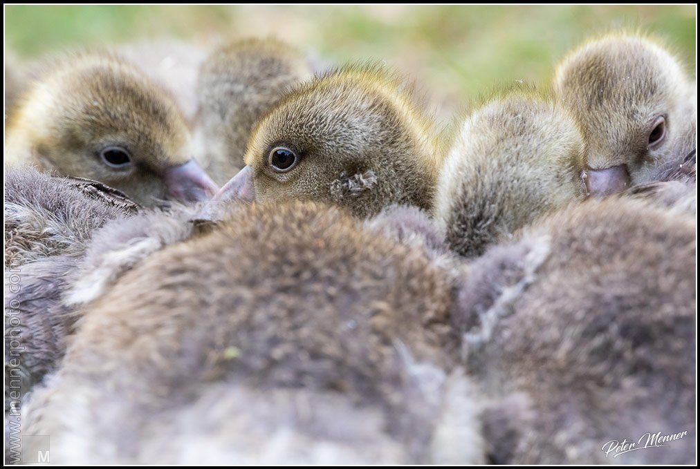 wl_bsf_2020_greylag_goose_01.jpg