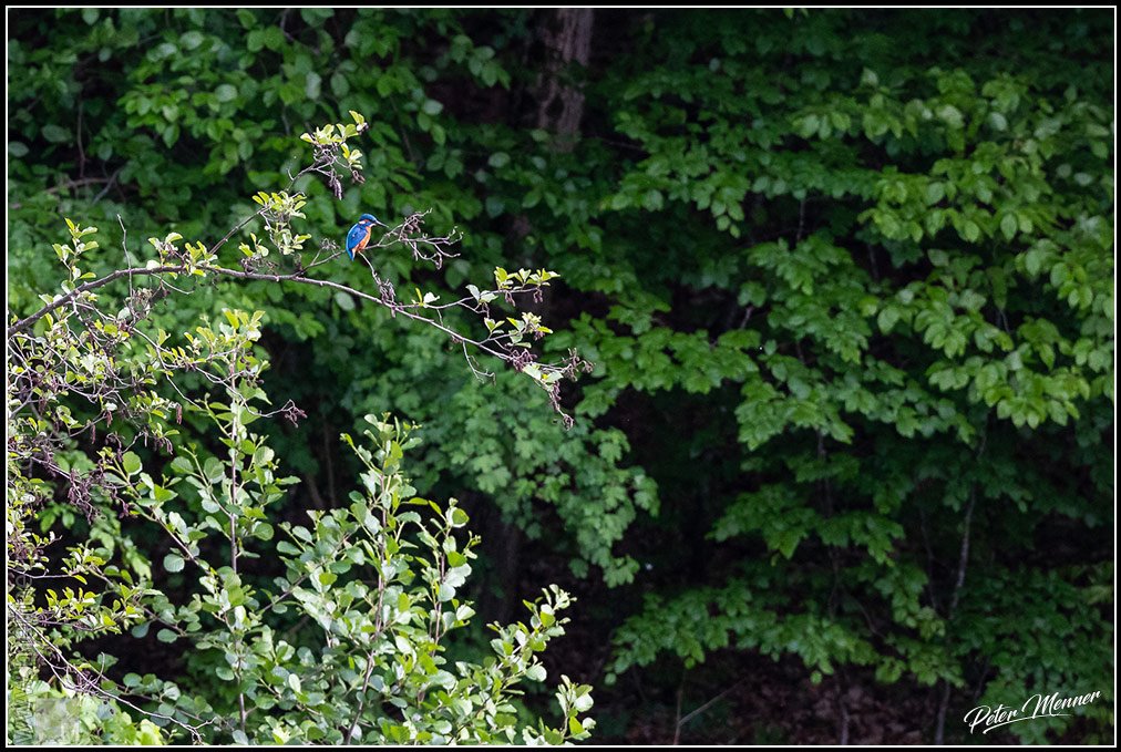 wl_bsf_2020_common_kingfisher_01.jpg