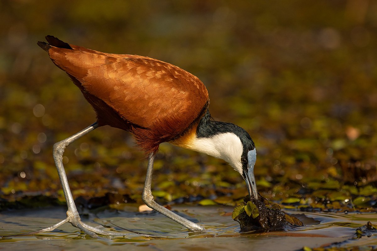 jacana.jpg