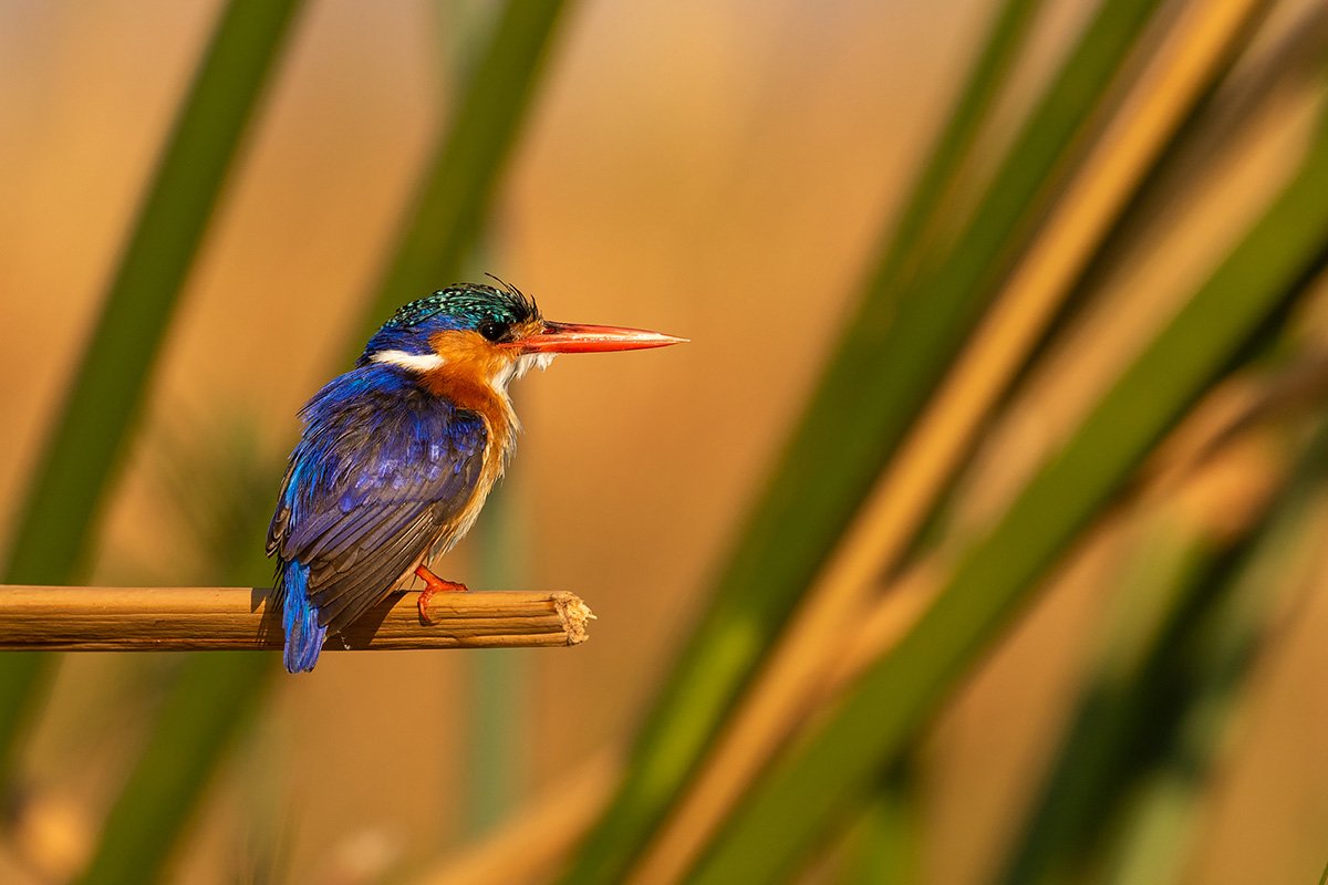 malachitekingfisher.jpg