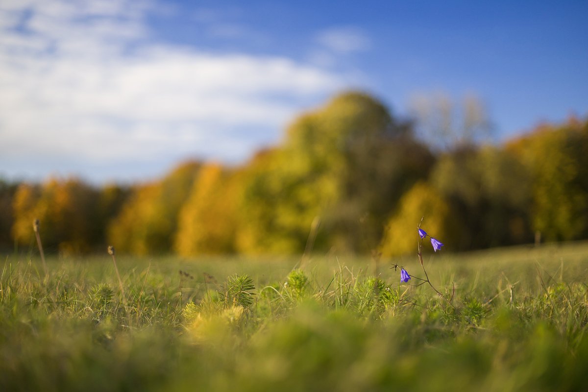 Glockenblume