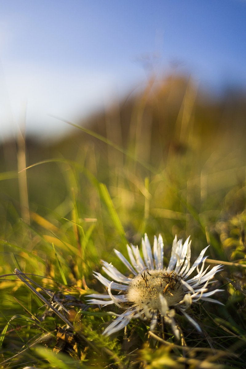 Silberdistel