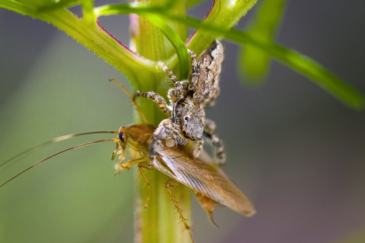 spinne-schabe.jpg