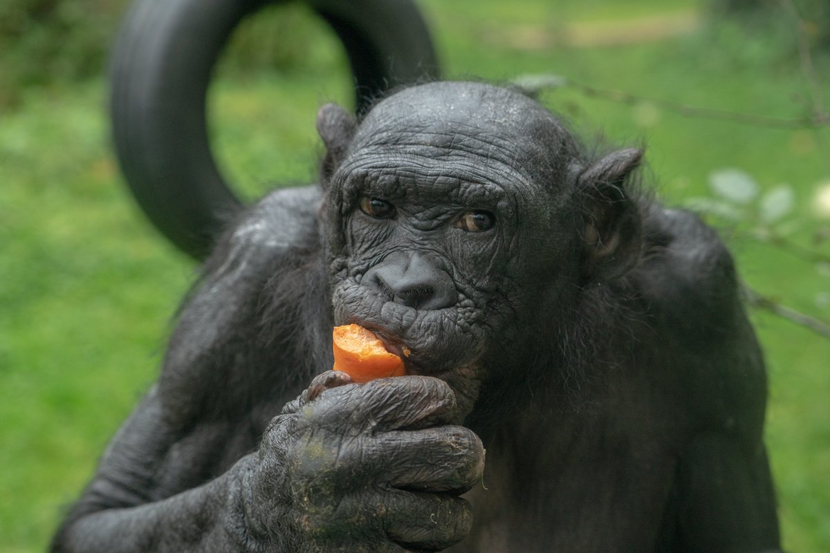 Bonobo_002web.jpg
