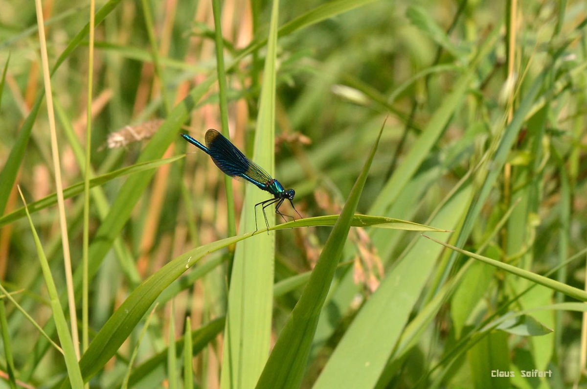 Blauflügel-Prachtlibelle.1.jpg