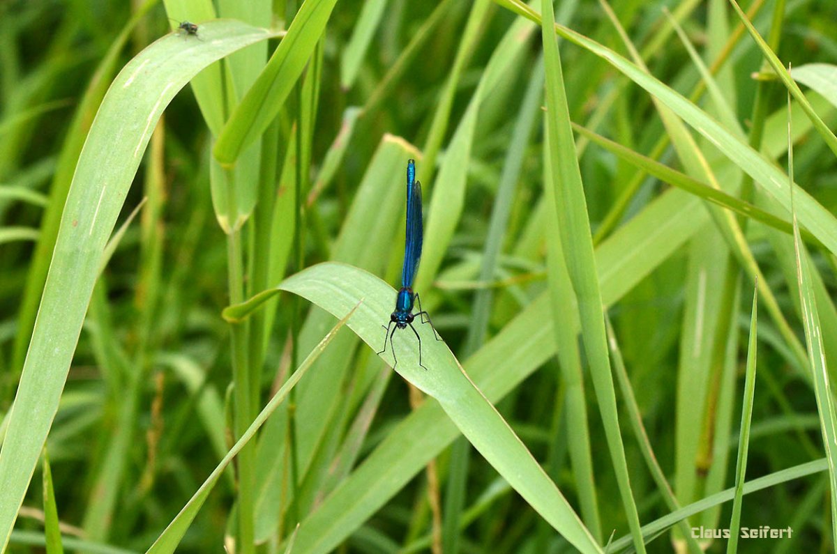 Blauflügel-Prachtlibelle.2.jpg