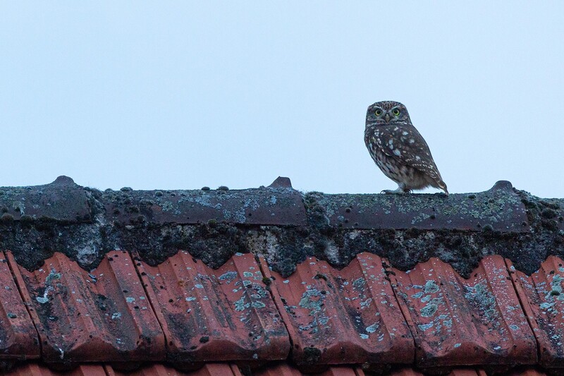 Steinkauz.jpg (407.09 KiB) 40575 mal betrachtet Steinkauz.jpg