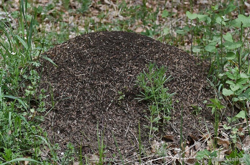 6895.jpg (416.47 KiB) 36036 mal betrachtet 6895.jpg