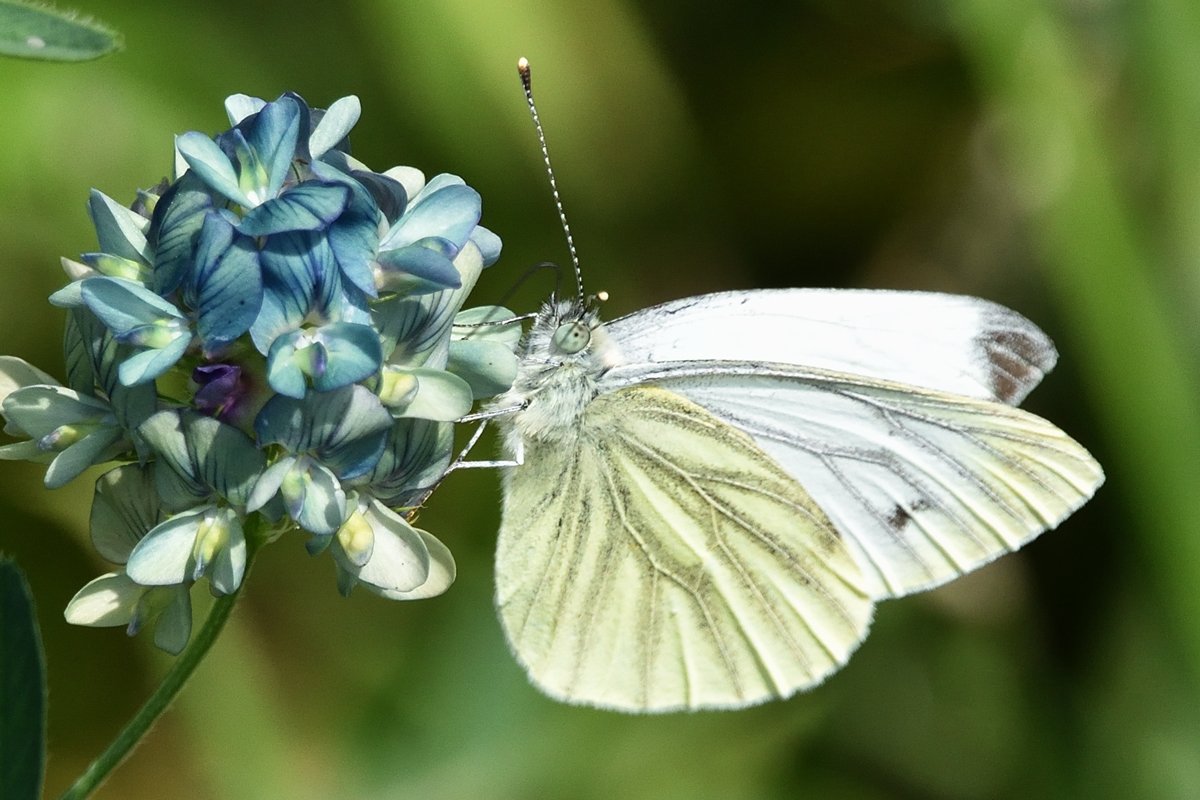 DSC_0542.jpg