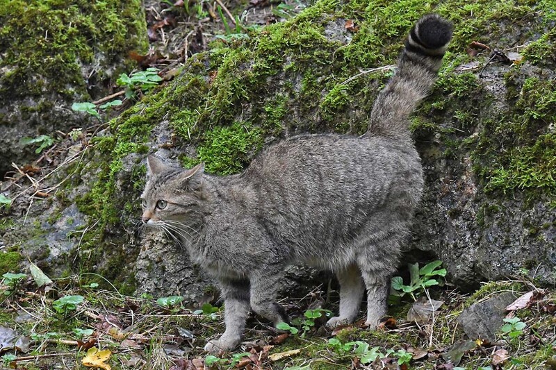 8333.jpg (408.36 KiB) 11891 mal betrachtet 8333.jpg