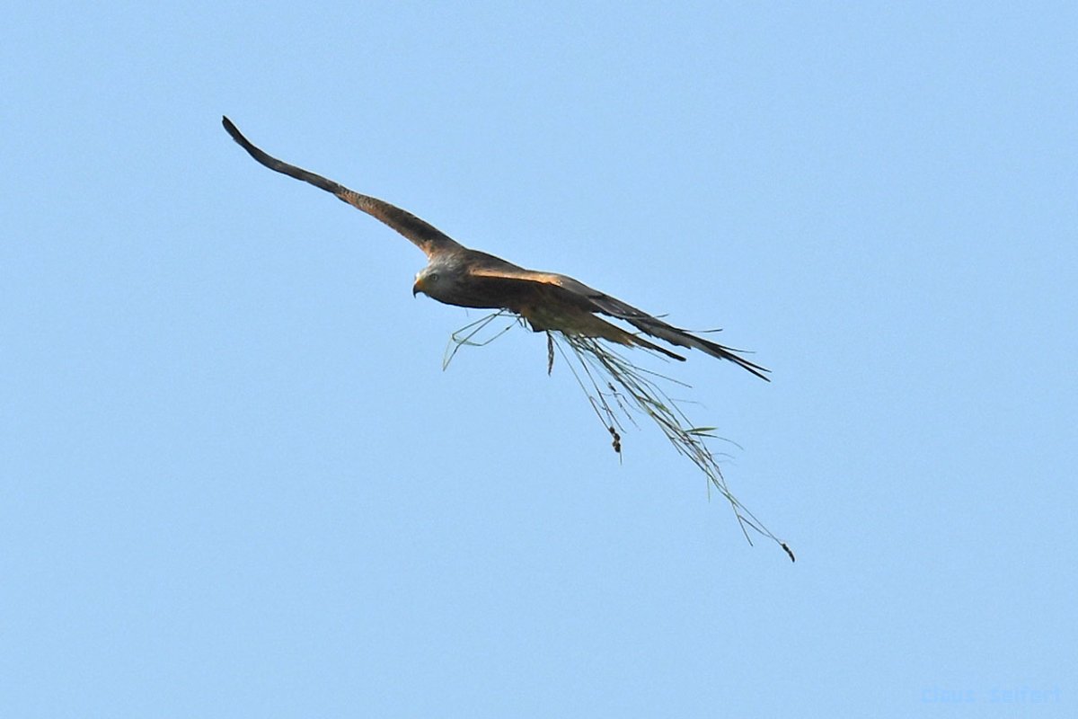 Bussard 2.jpg