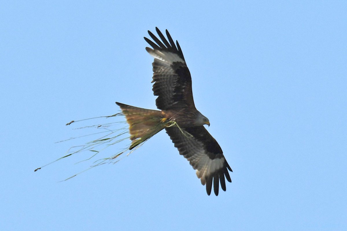Bussard 3.jpg