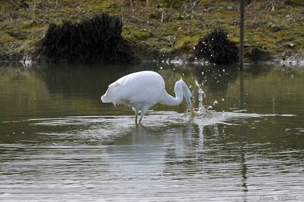 Silberreiher.1.jpg