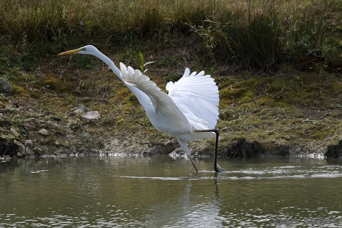 Silberreiher.2.jpg